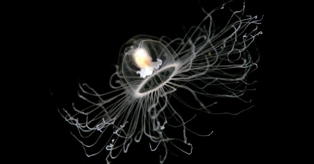 Turritopsis dohrnii