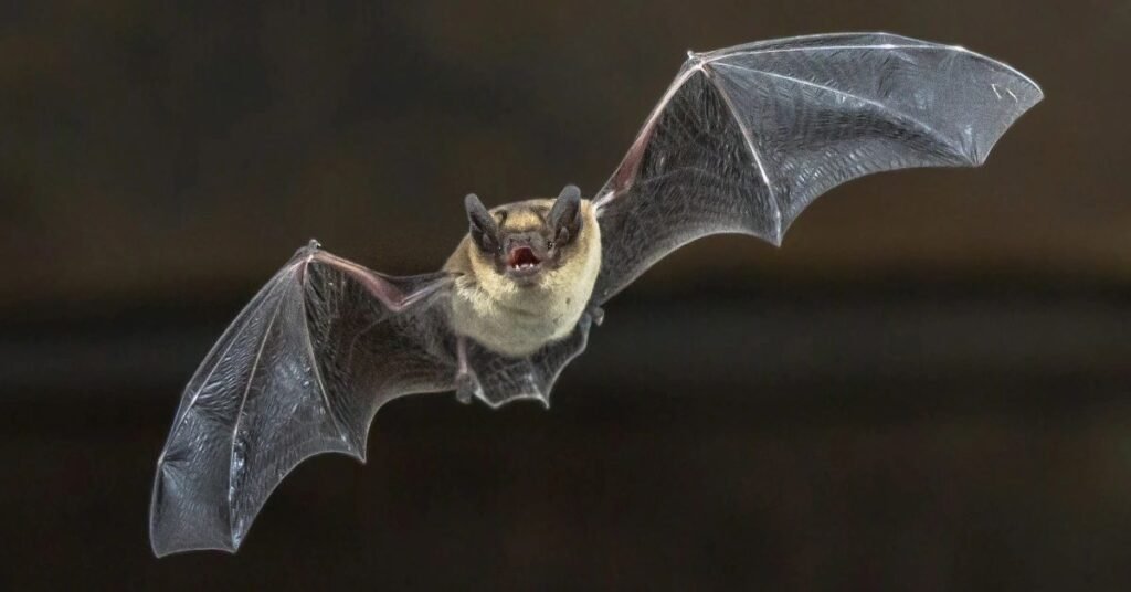 bat