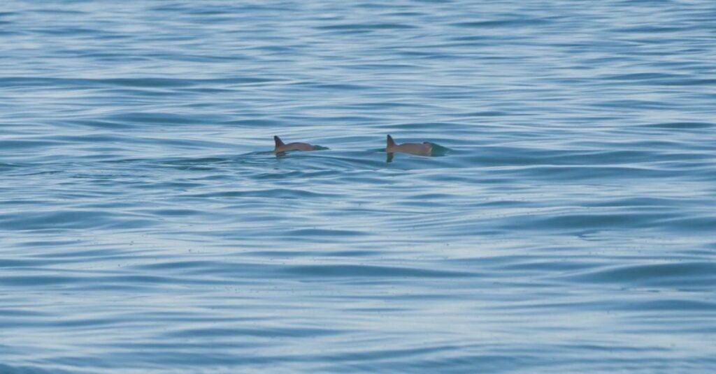 vaquita