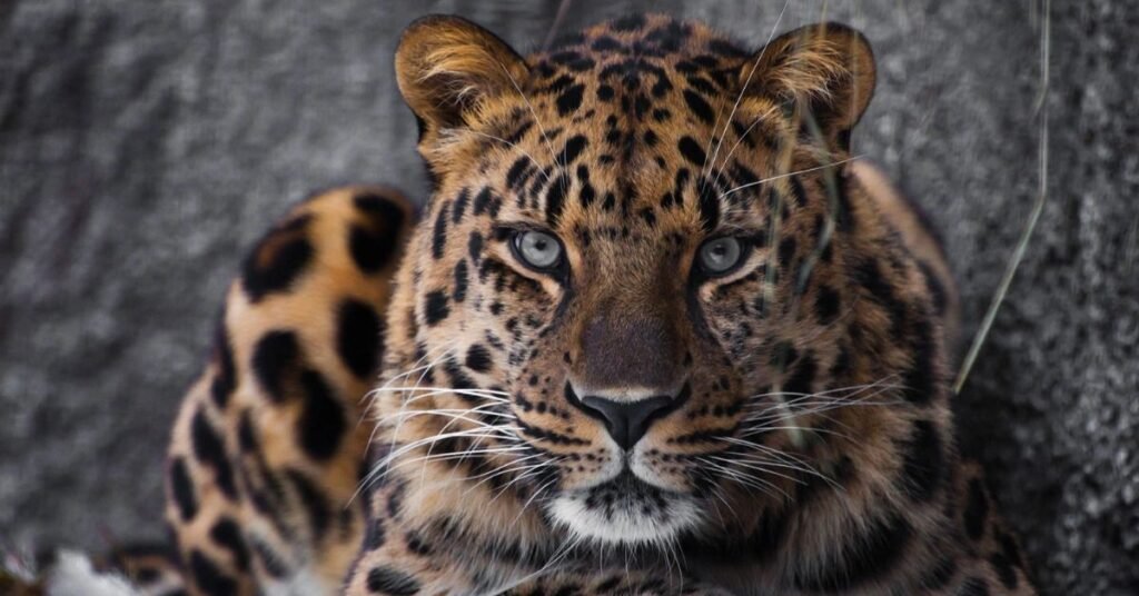 amur leopard
