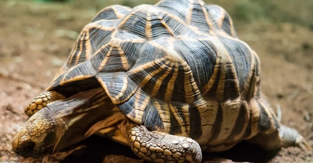 PLOUGHSHARE TORTOISE