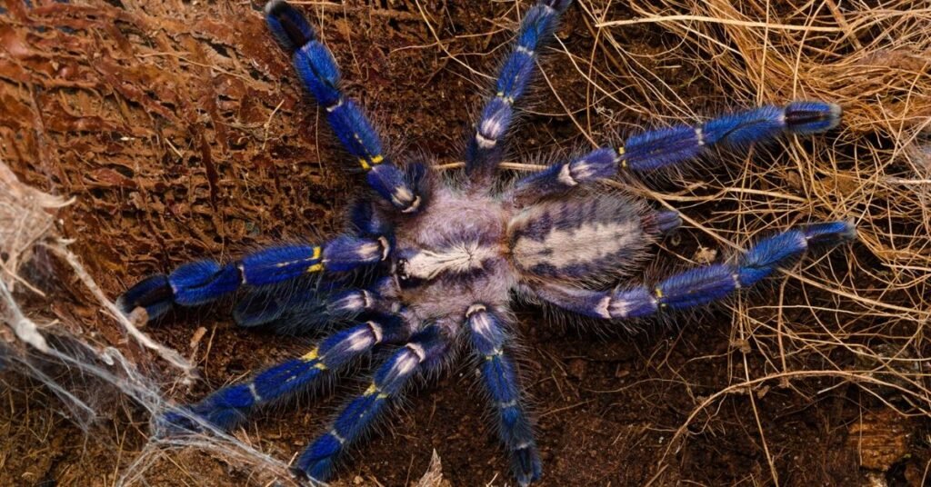 gooty saphire spider