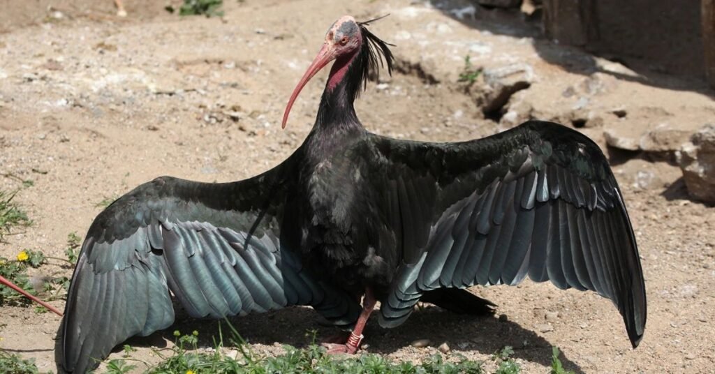 northern bald ibis