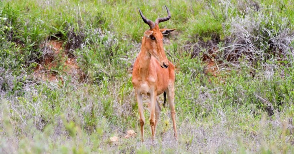 HIROLA ANTELOPE