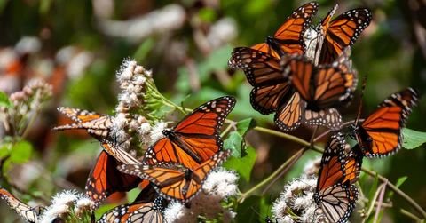 monarch butterflies 