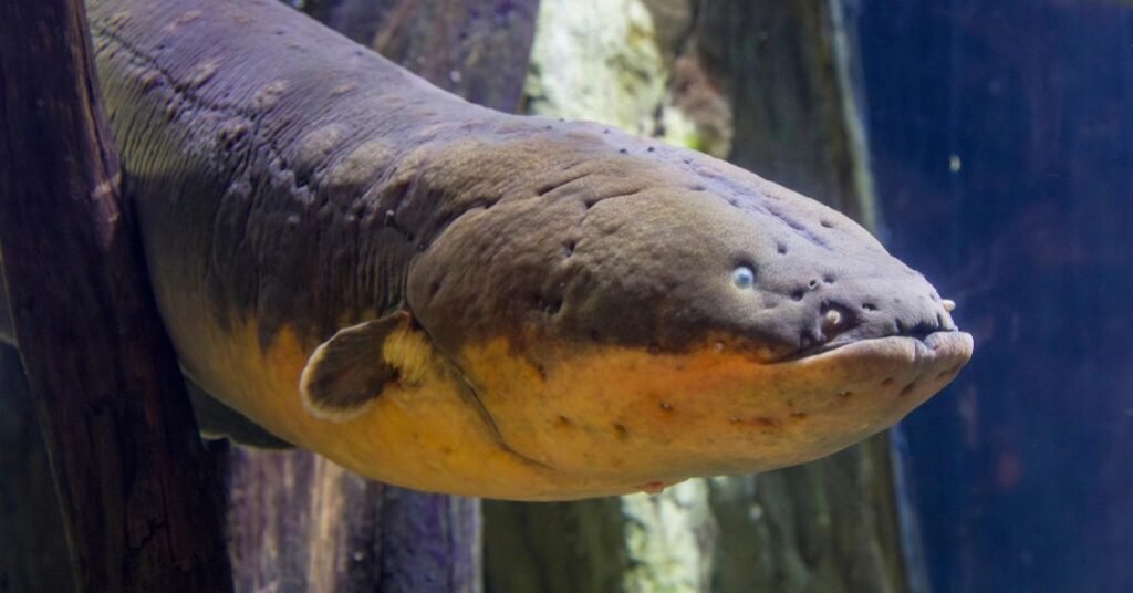Electric Eel: DC's Black Lightning