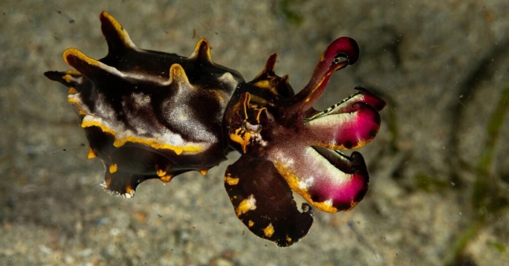 Camouflage of the Cuttlefish