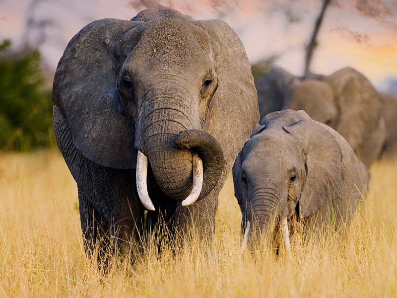 elephants