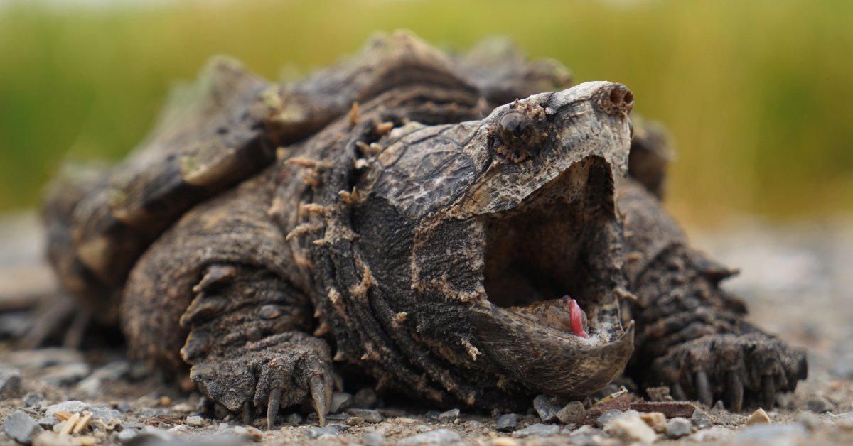 Alligator Snapping Turtle