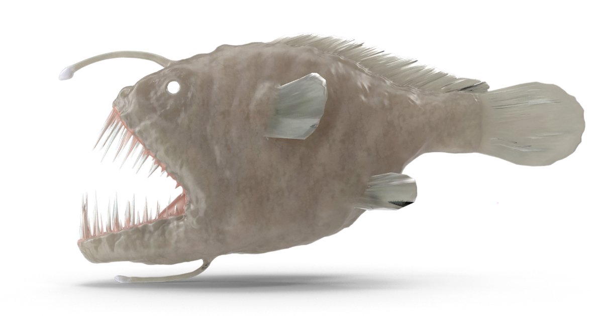 Anglerfish illustration