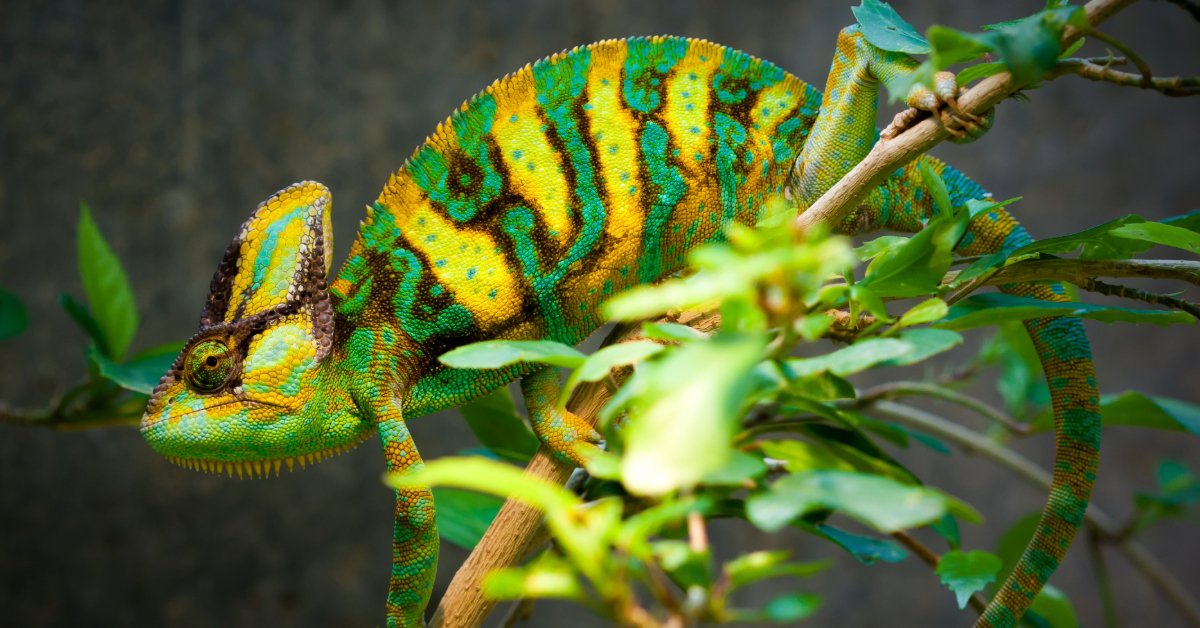Chameleons
