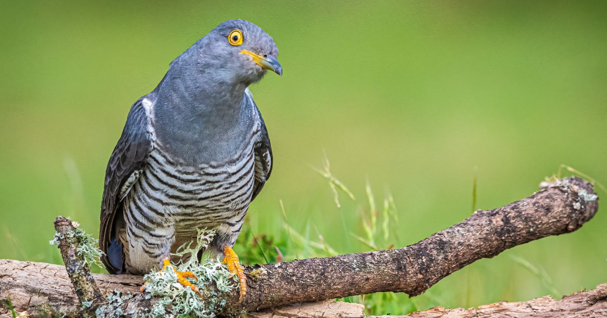 Cuckoo Bird