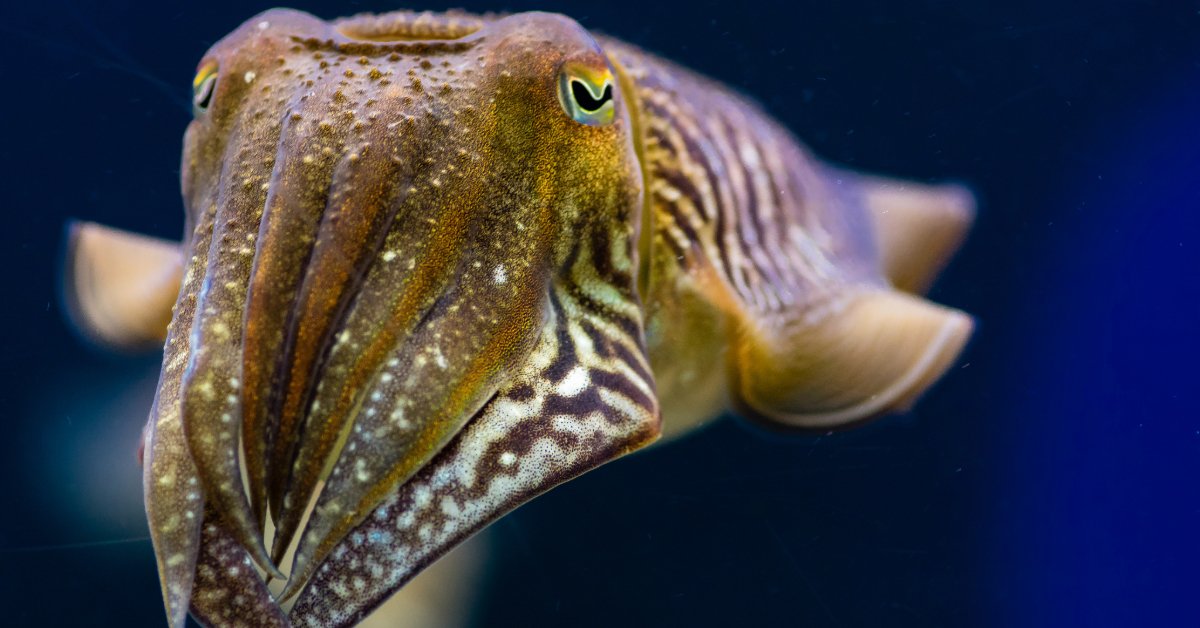 Cuttlefish