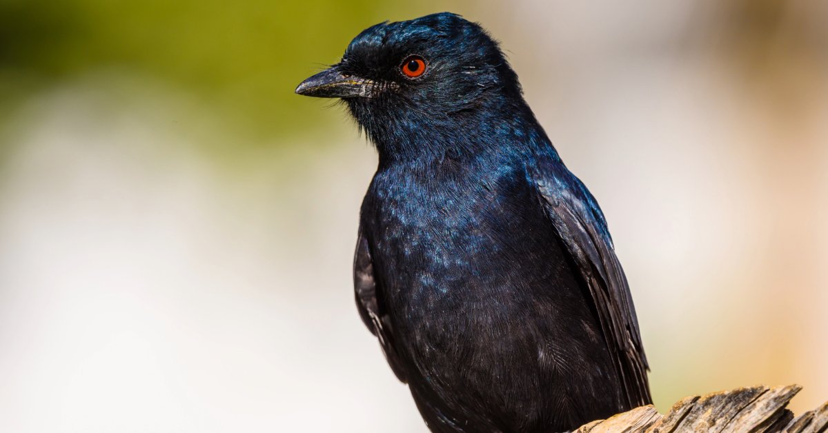Fork-Tailed Drongo