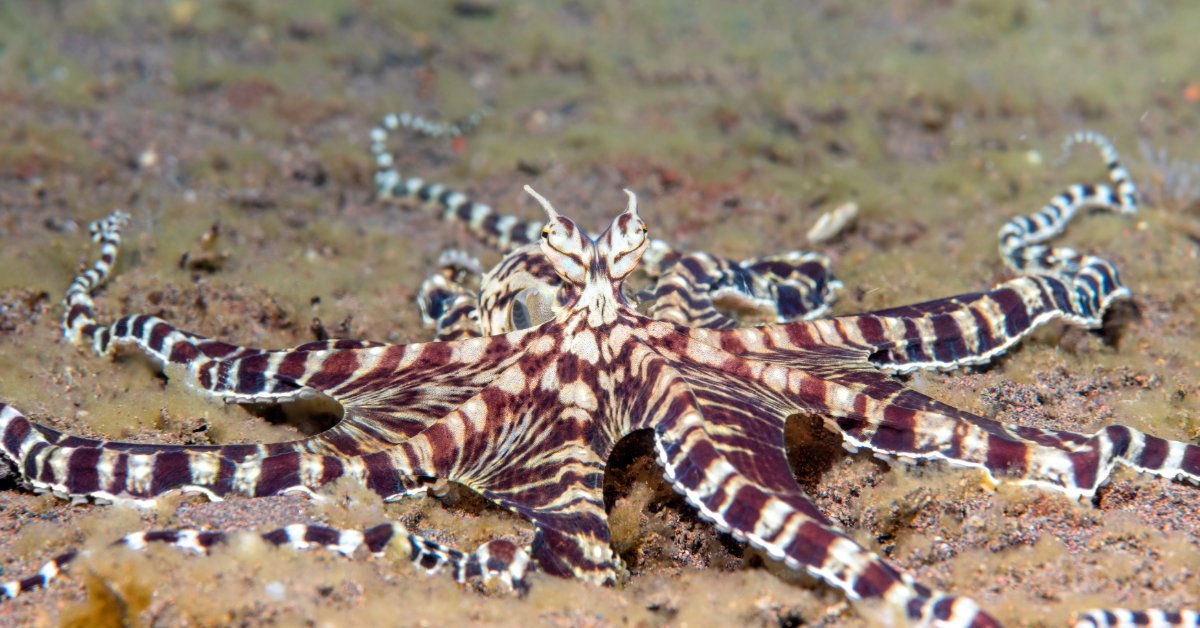 Octopus