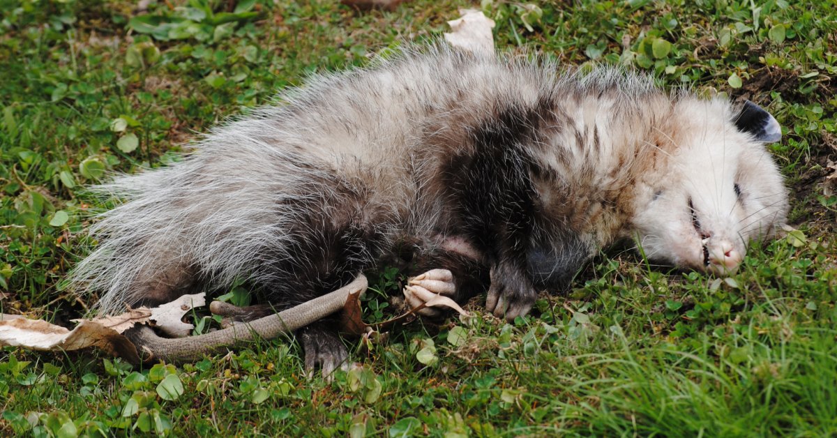 Opossum playing dead