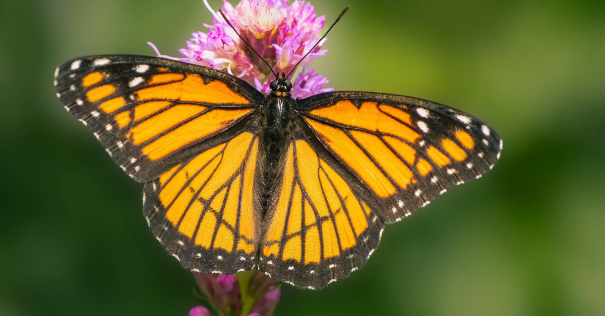 Viceroy Butterfly