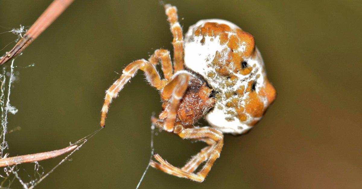 Bolas Spider