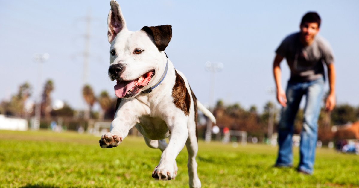 owner playing with dog outside