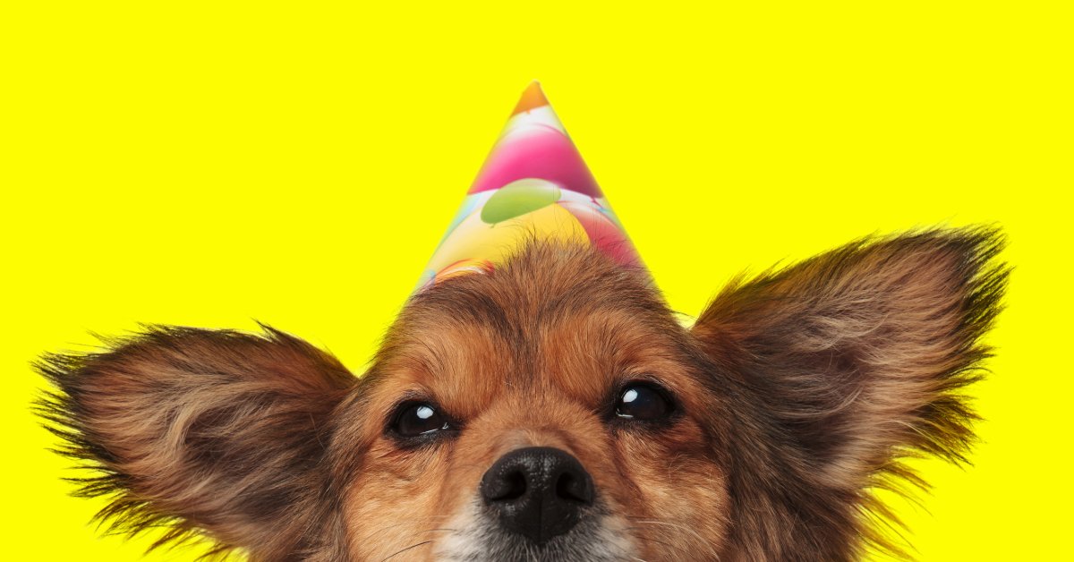 dog with a party hat on a yellow background