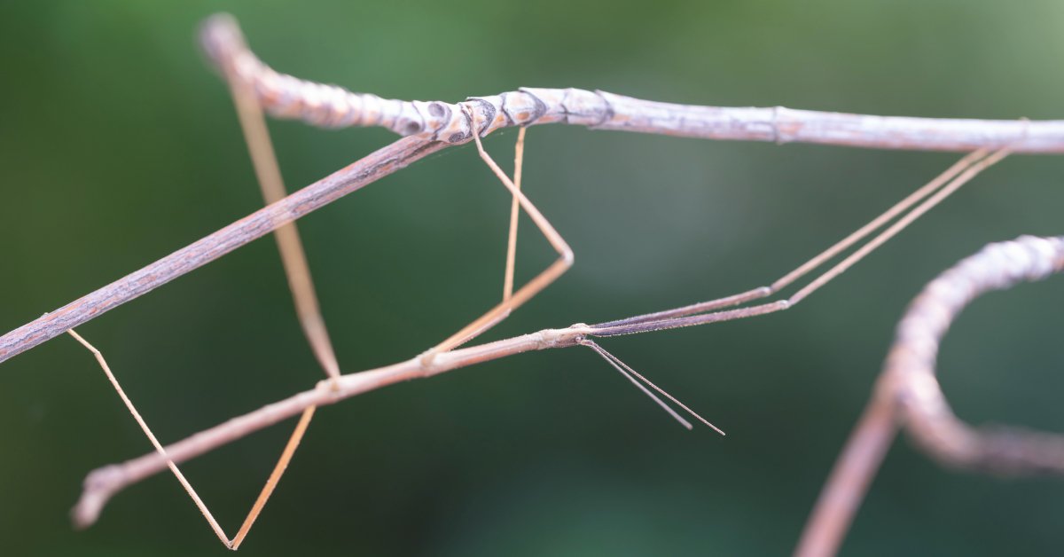 Stick Insect