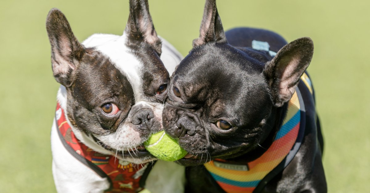 two bull dogs playing with a tennis ball