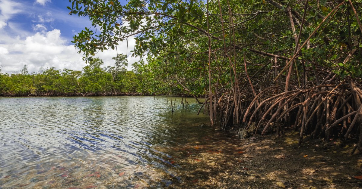 Mangroves in Miami