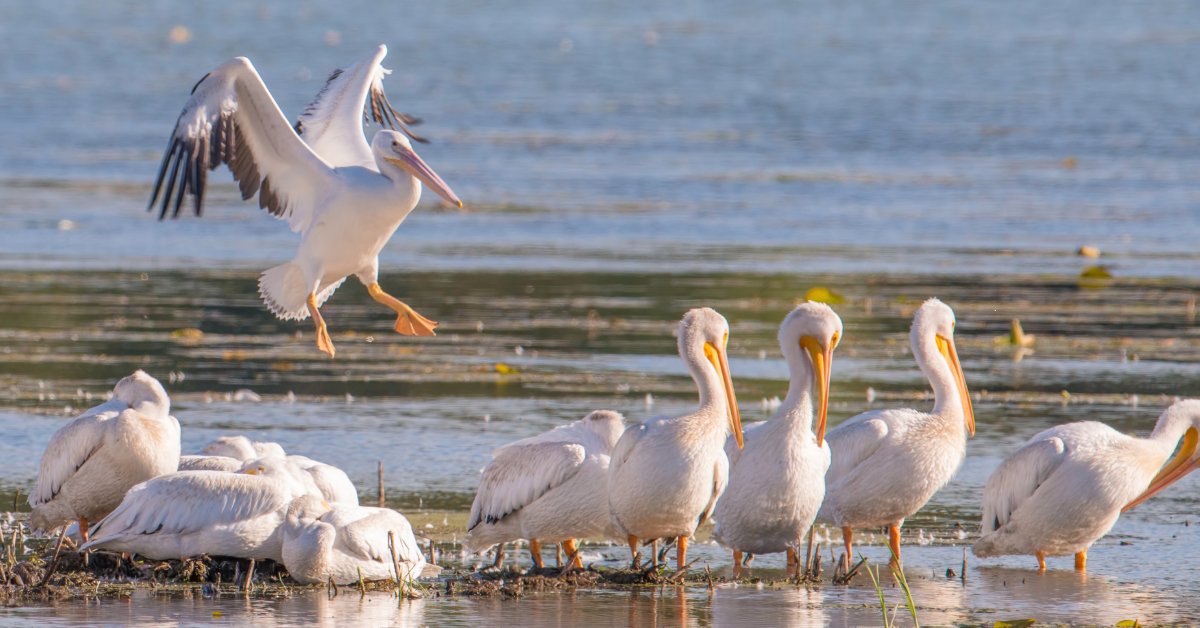 pelicans