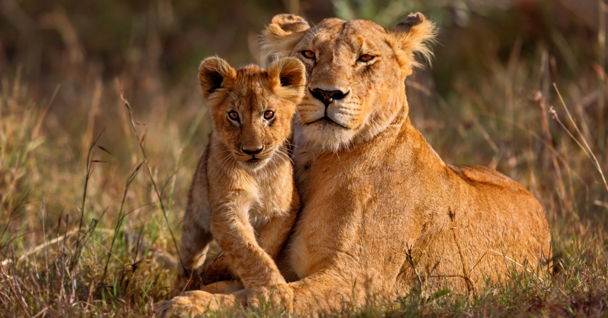 Lionness and Cub