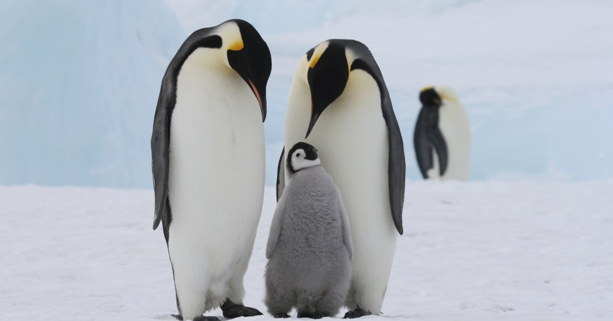 Penguin family