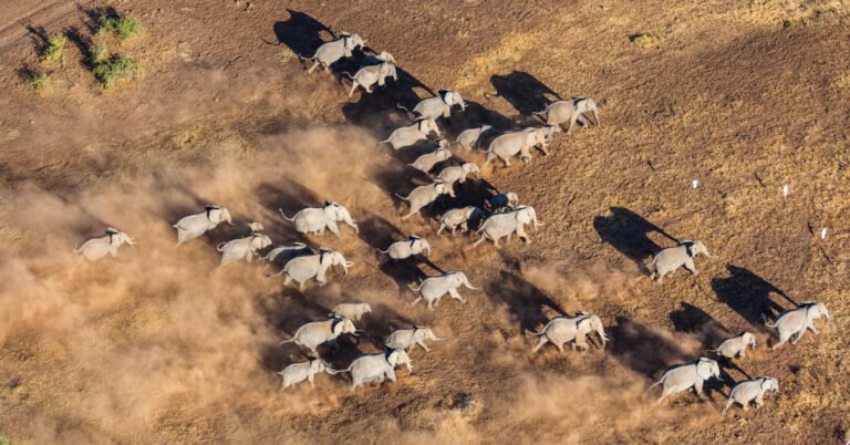 Ai Against Extinction Saving Endangered Animals Wildlife Threads