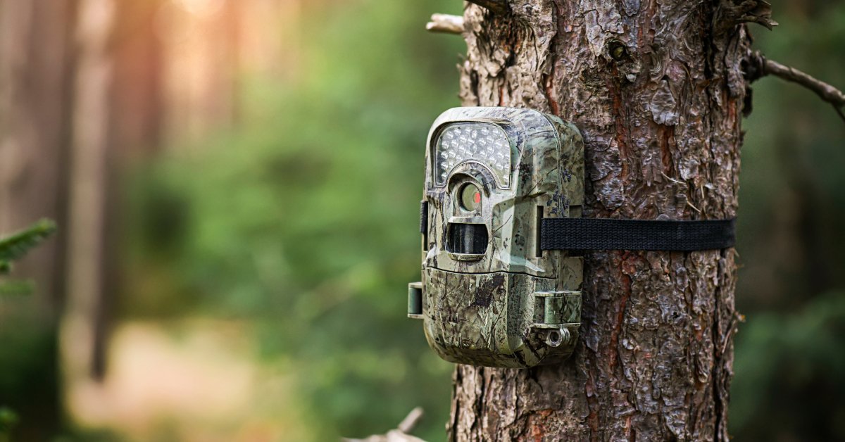 camera trap