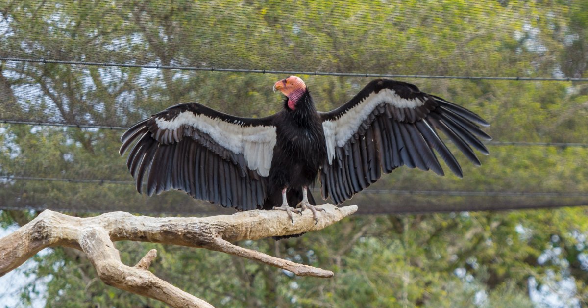 California condor in zoo