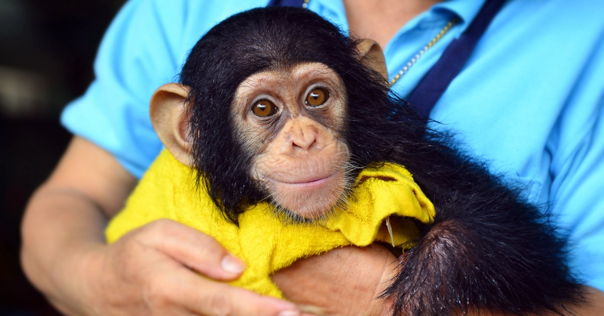 baby chimpanzee