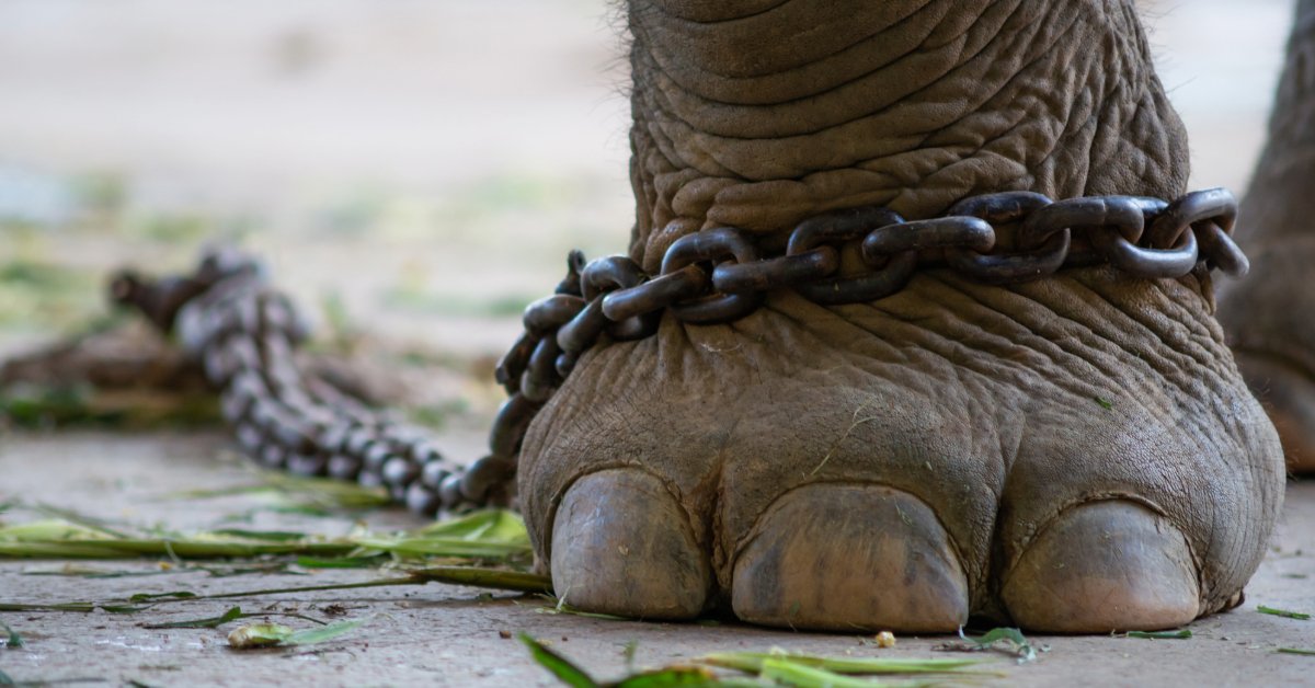 elephant chained