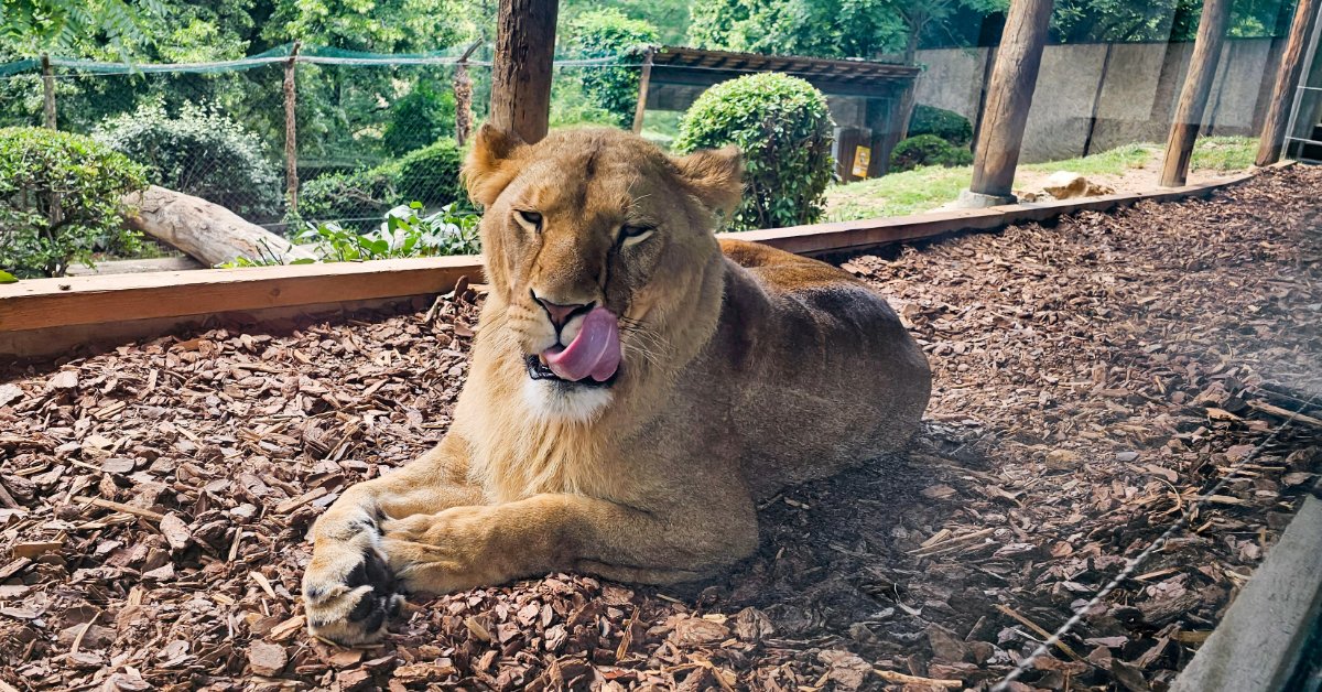 lion in small cage