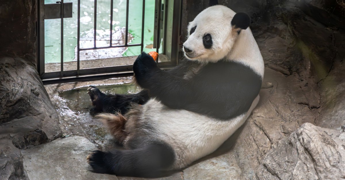 Panda in small cage