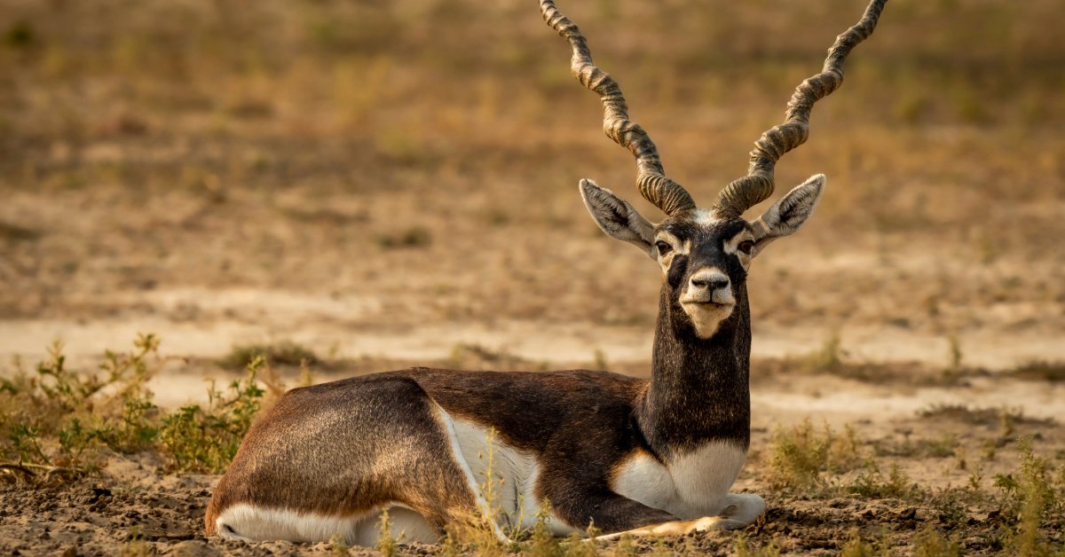 wild male blackbuck