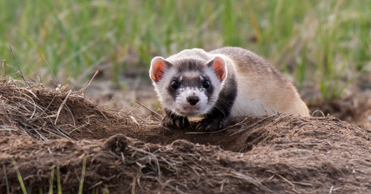 black-footed ferret