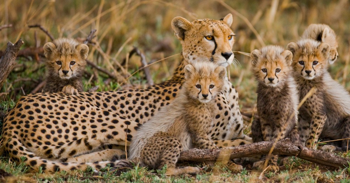 Female cheetah with her cubs
