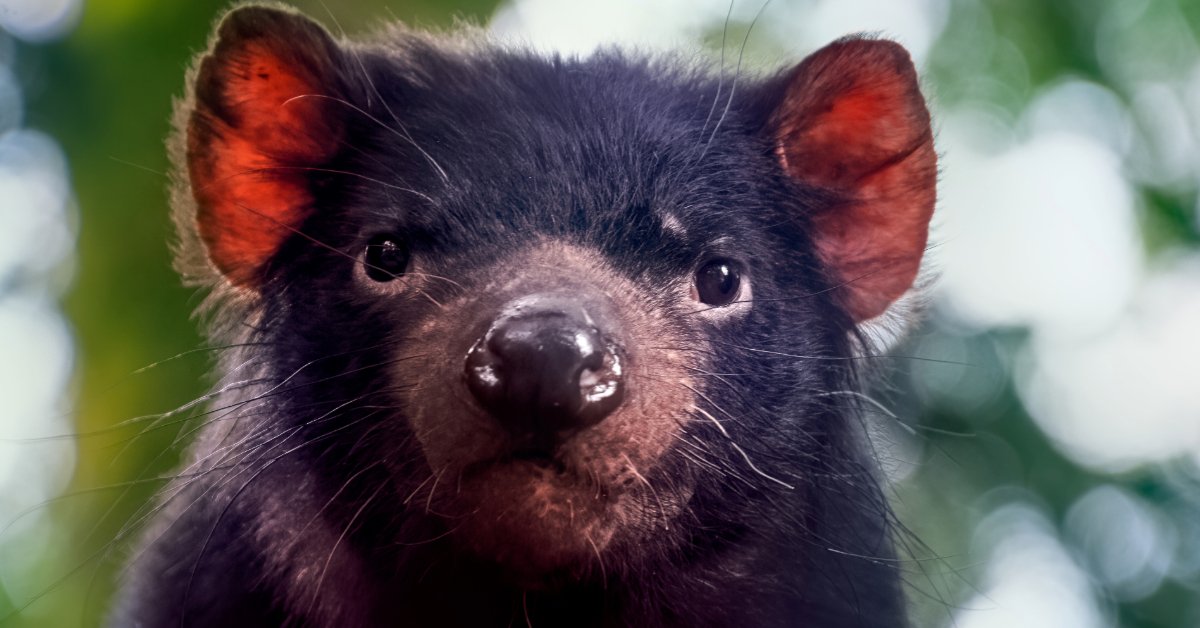 Tasmanian devil