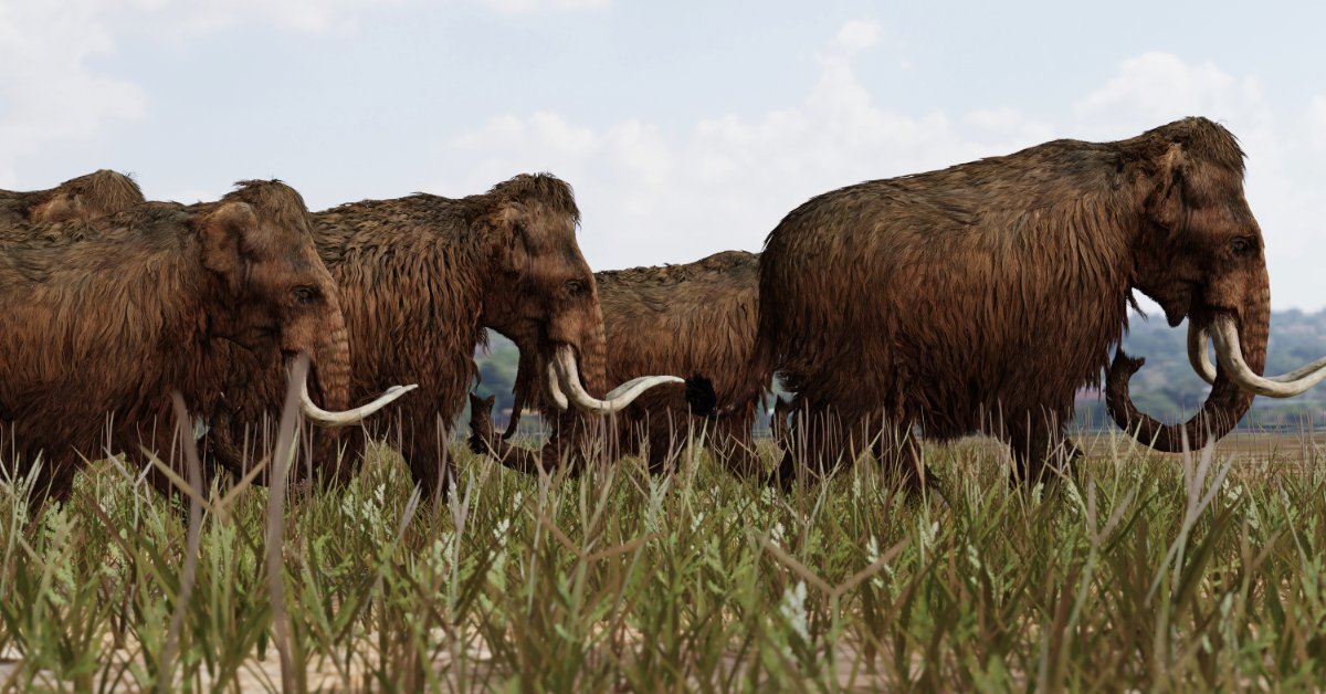 Woolly mammoths walking across savanah