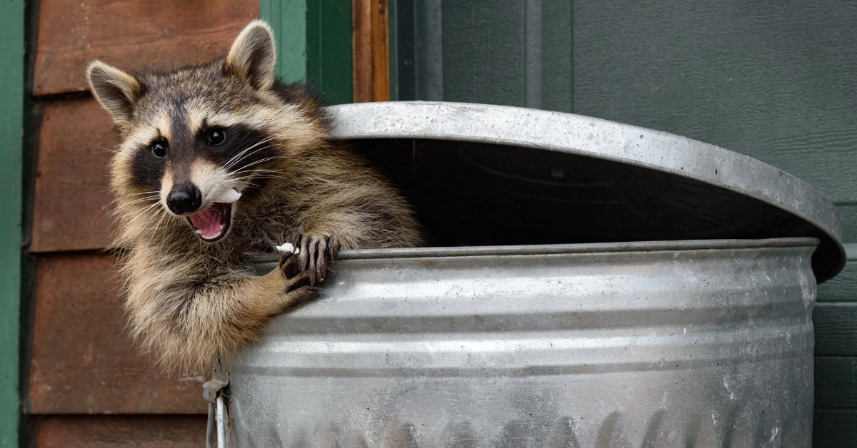 Raccoon in garbage can