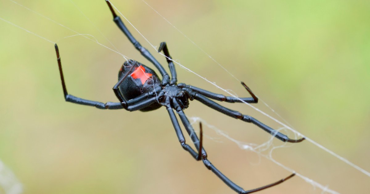 Female Black Widow Weaving Her Web