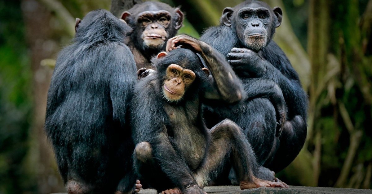 Chimpanzee family