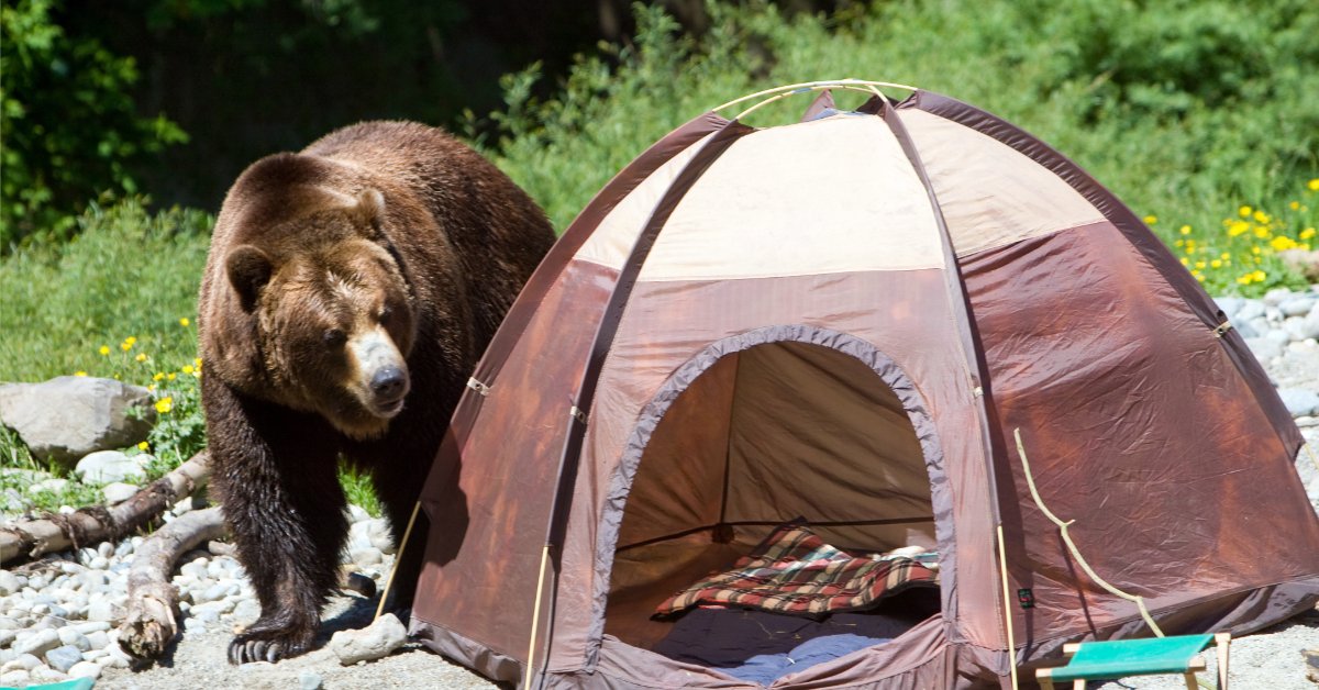 Grizzly Bear in a Camp Site