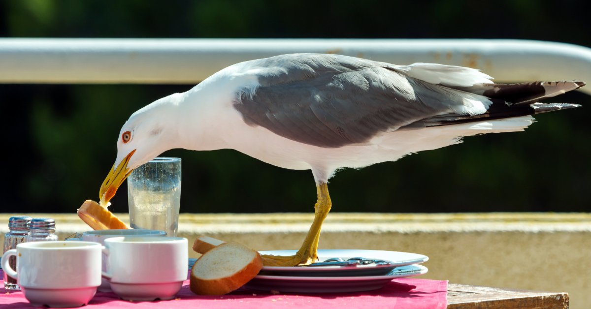 A seagull stealing food from a restaurant table