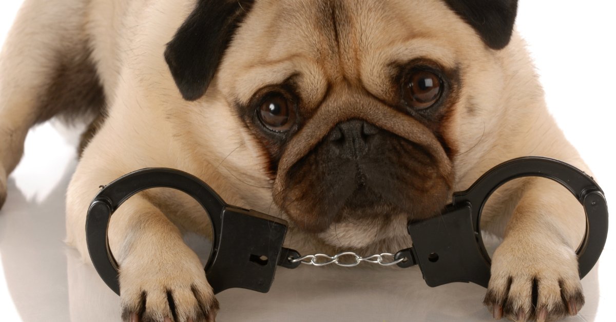 Puppy in handcuffs