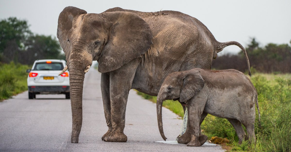 elephant crossing street