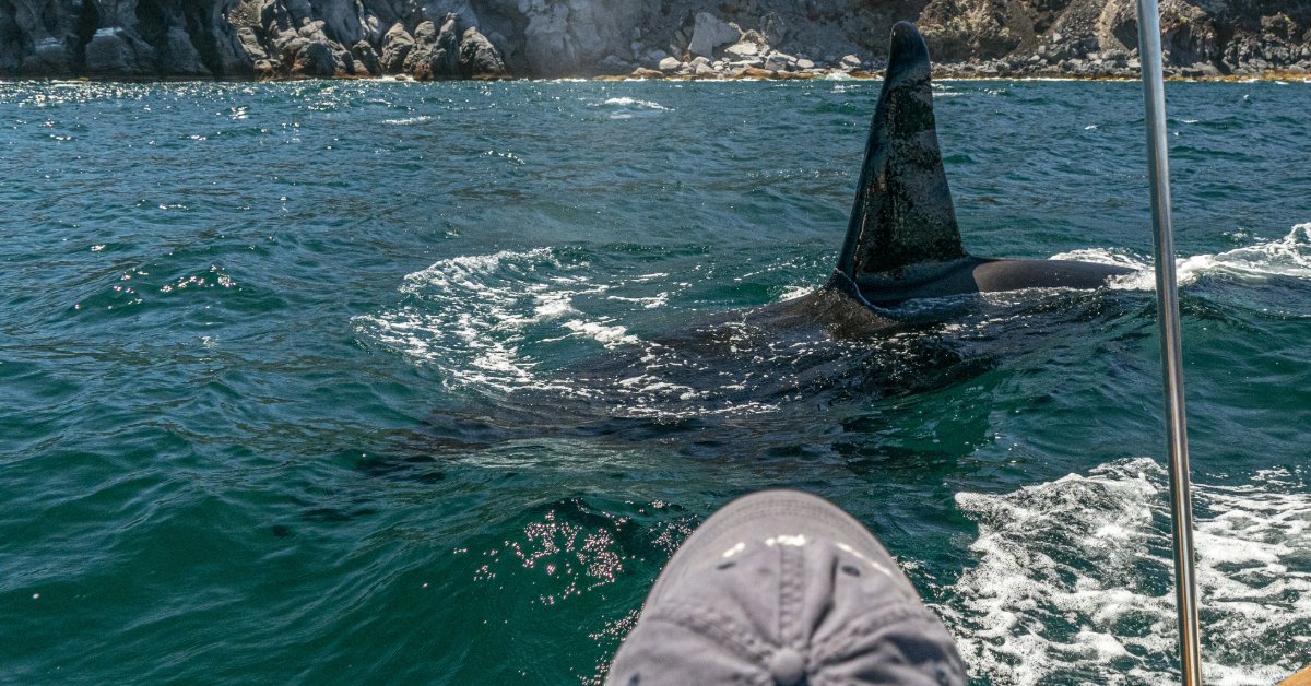 killer whale in cortez sea coming to the boat